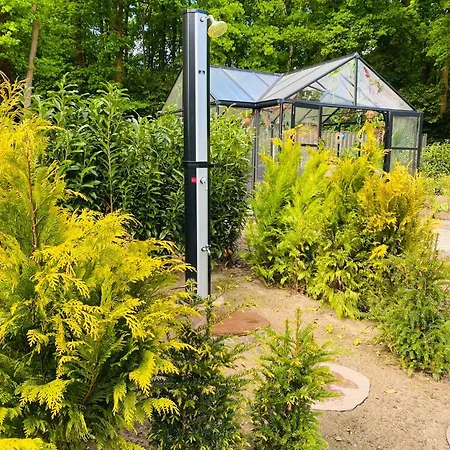 Morning Glory, Forest *