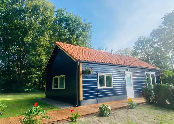 Morning Glory, Forest *