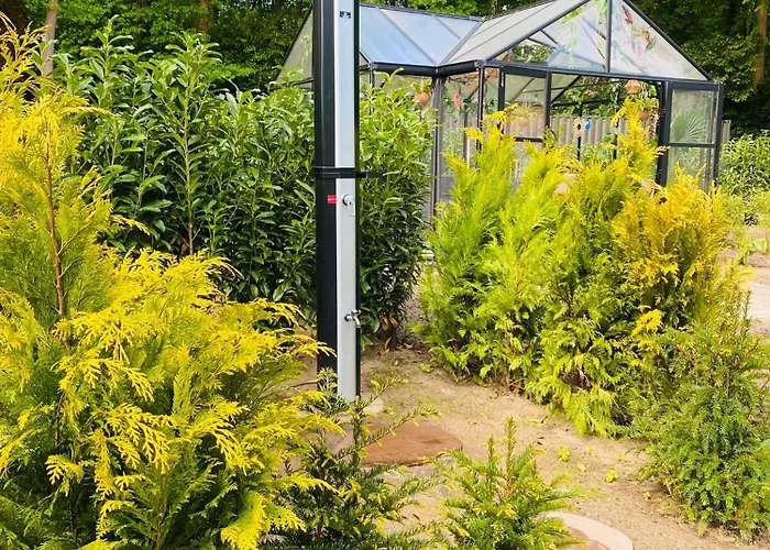 Morning Glory, Forest *